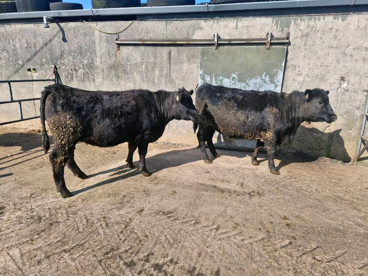 Pedigree abberdeen angus heifers - Image 1