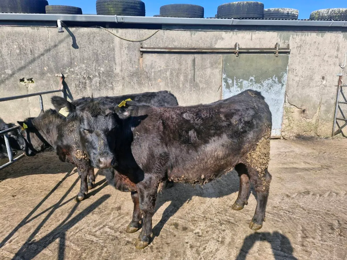 Pedigree abberdeen angus heifers - Image 4