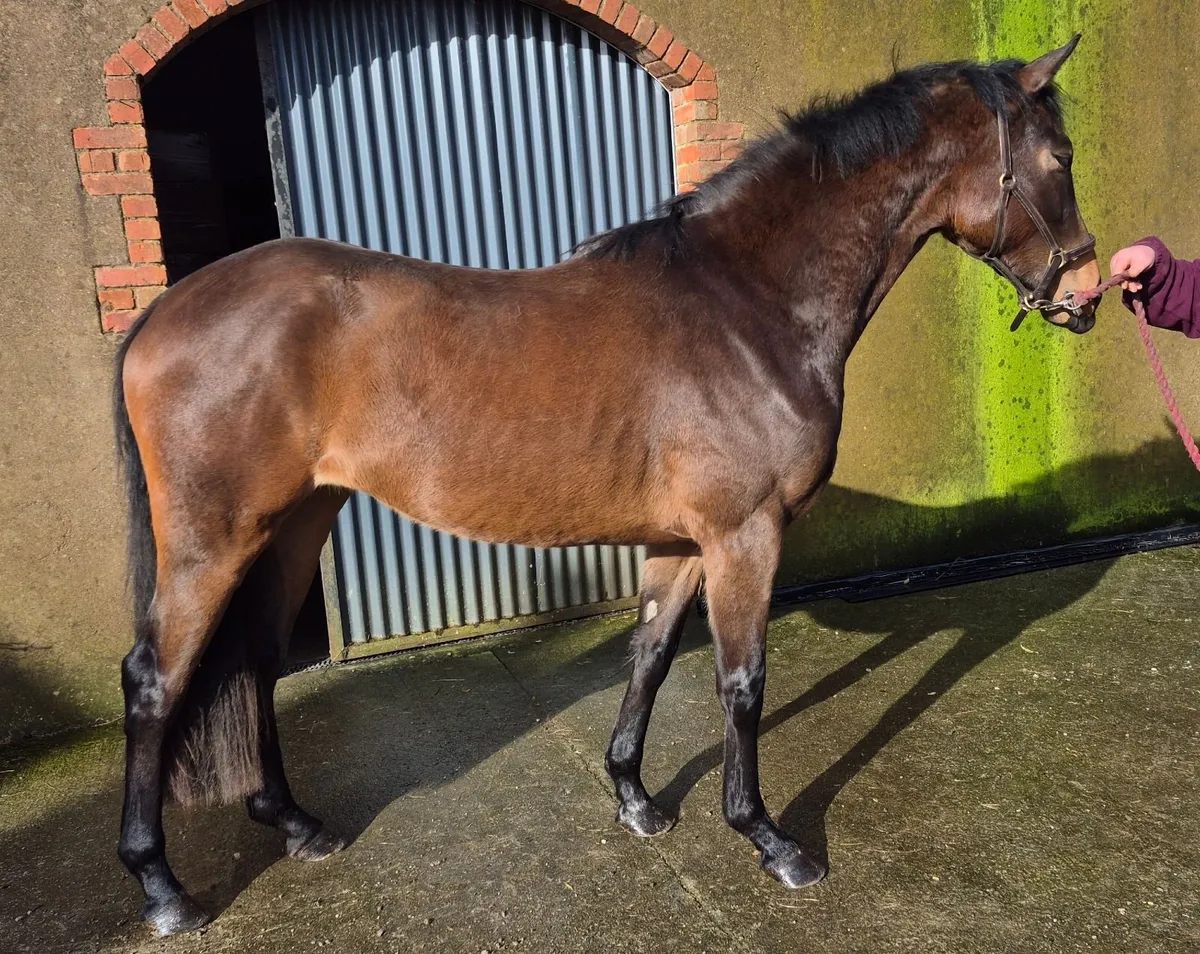 Eventer/show hunter prospect - Image 1