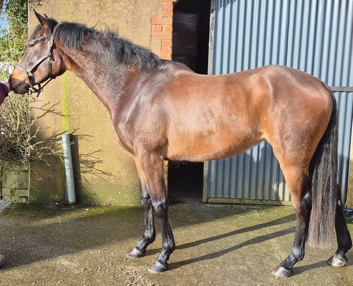 Eventer/show hunter prospect - Image 3