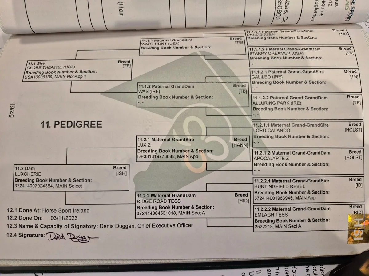 Eventer/show hunter prospect - Image 4