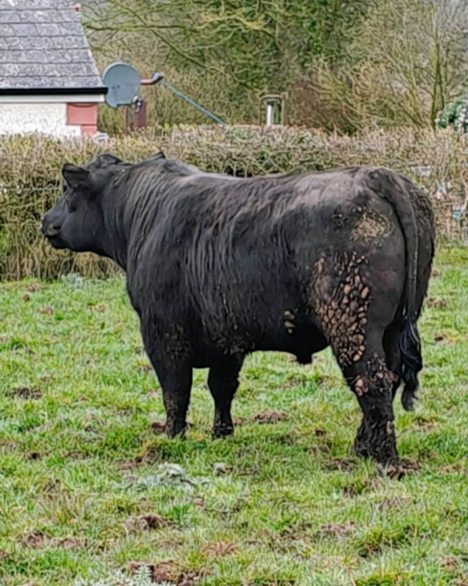 Angus bulls Cashel Mart 28/3/26 this Saturday - Image 2