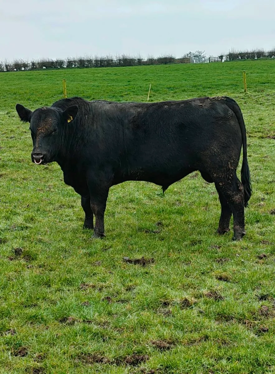 Angus bulls Cashel Mart 28/3/26 this Saturday - Image 1