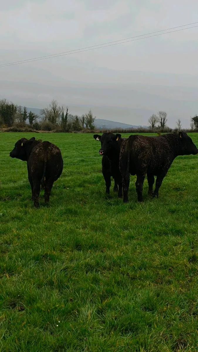 Angus bulls Cashel Mart 28/3/26 this Saturday - Image 4