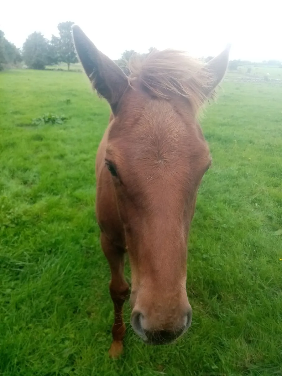 Yearling Colt - Image 1
