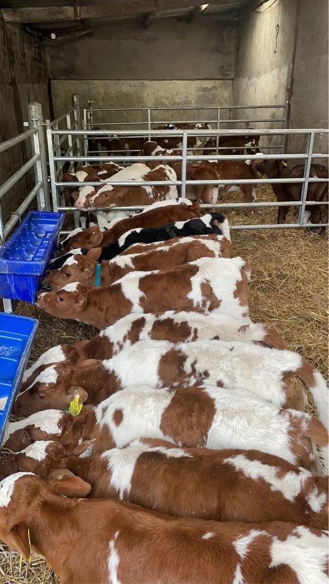 Rotbunte bull calves - Image 1