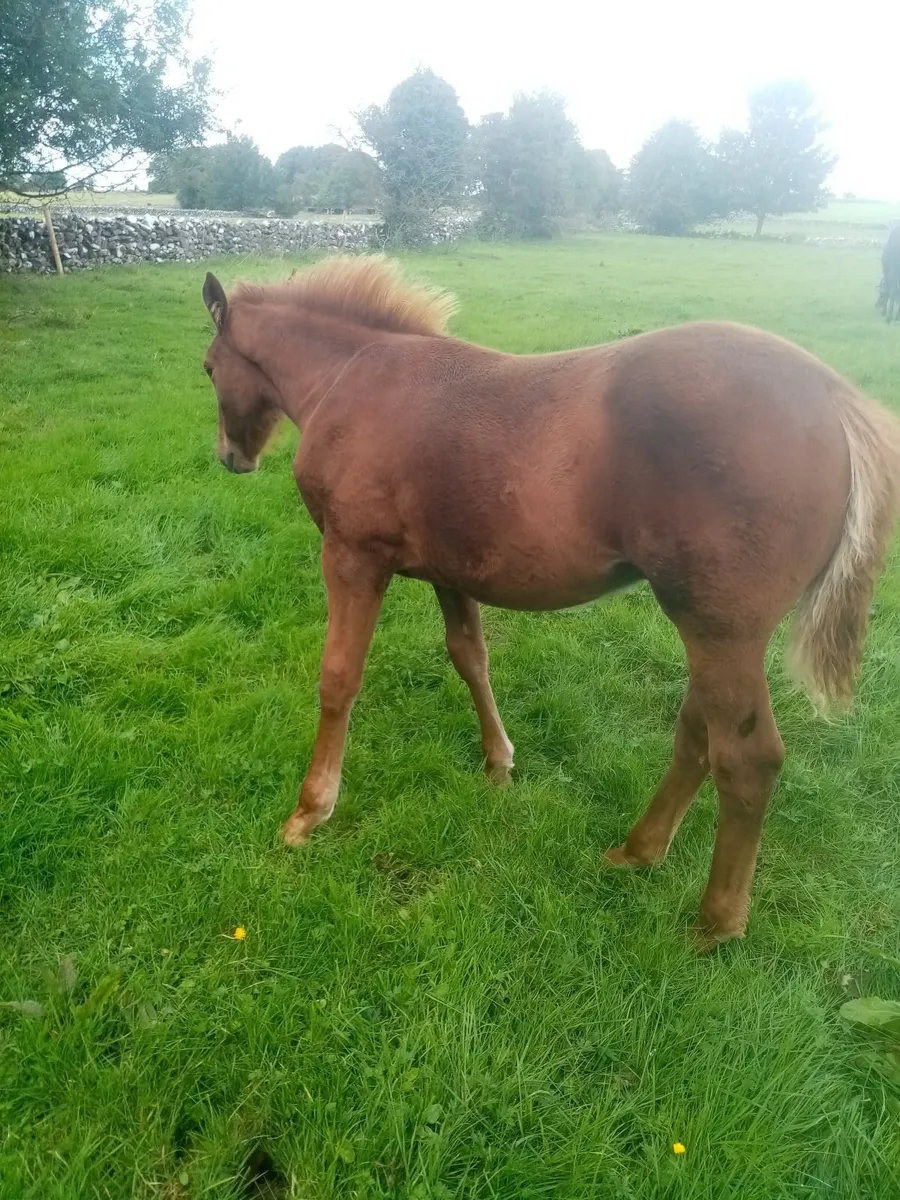 Yearling Colt - Image 4