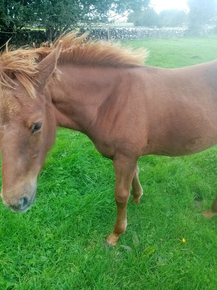 Yearling Colt - Image 2