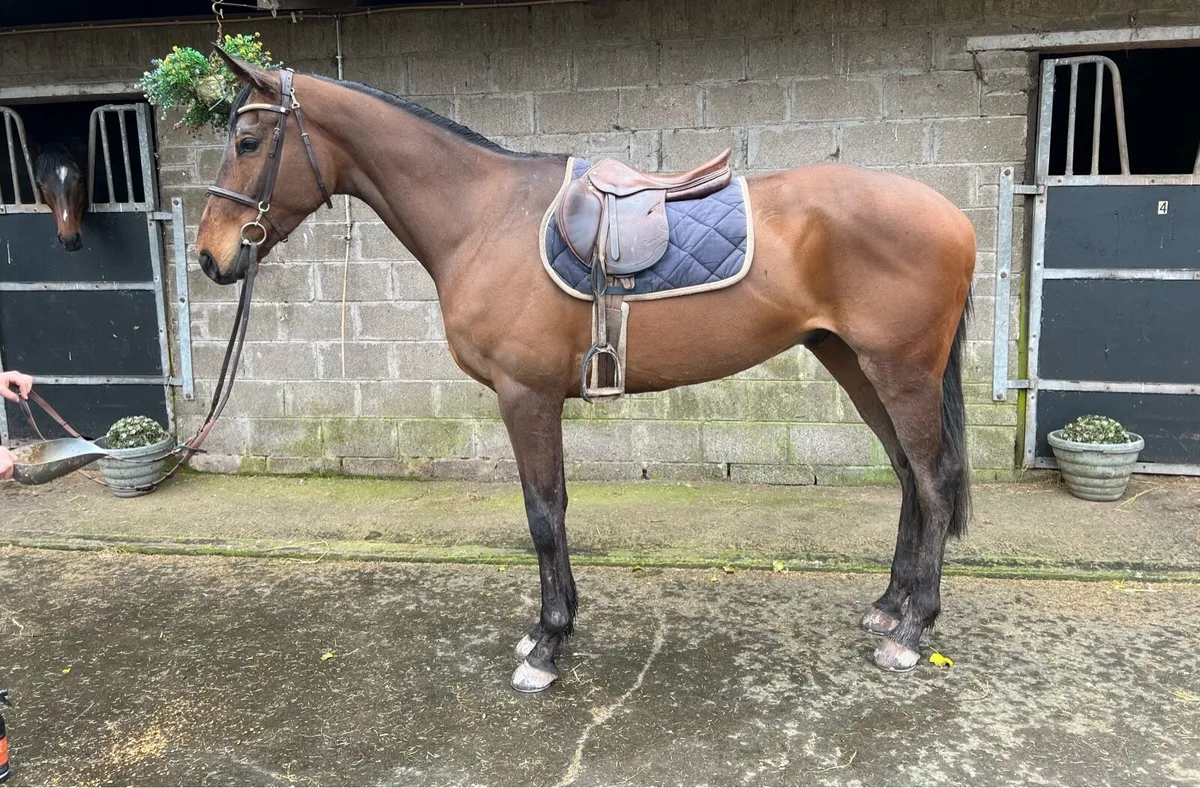 Quiet riding horse - Image 1