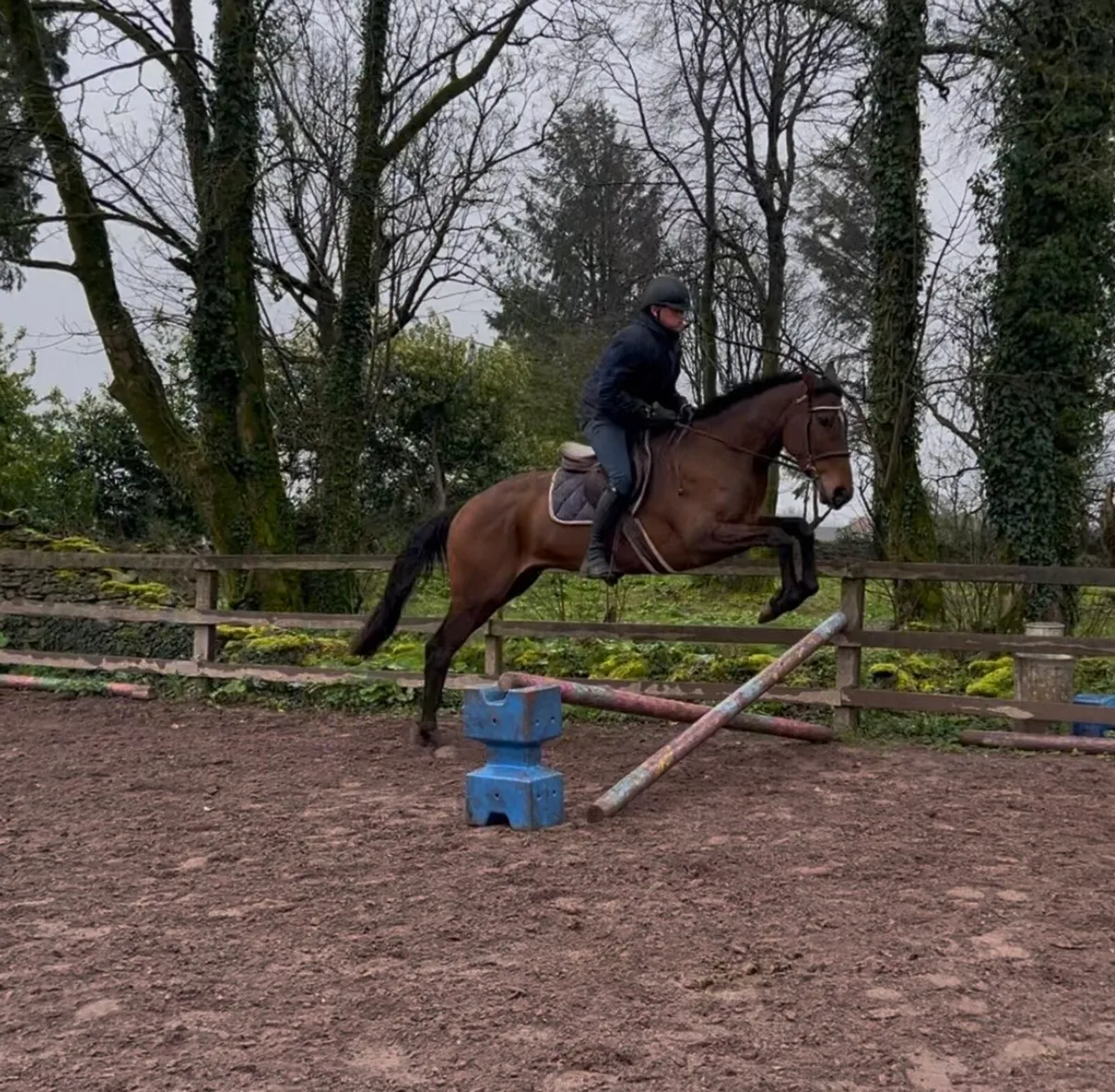 Quiet riding horse - Image 2