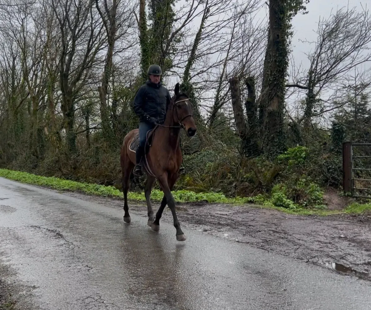 Quiet riding horse - Image 3