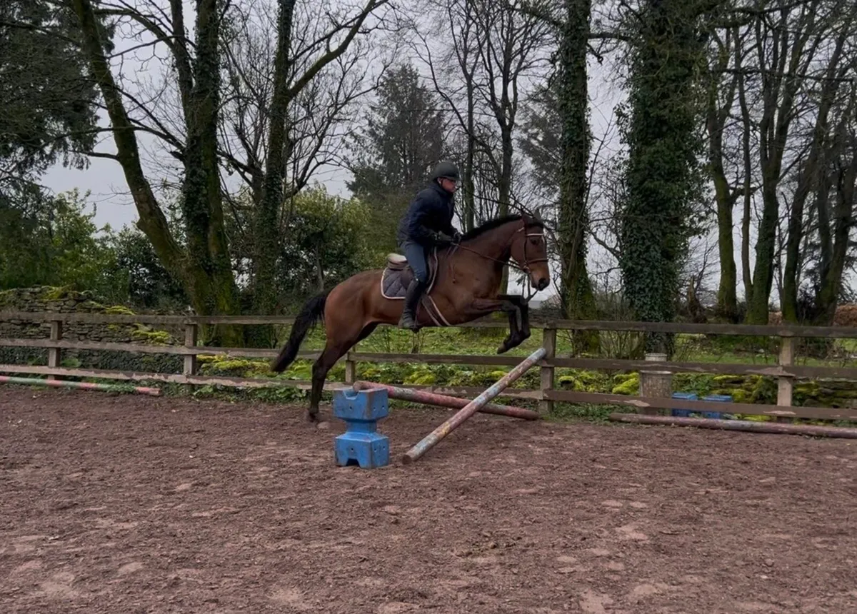 Quiet riding horse - Image 4