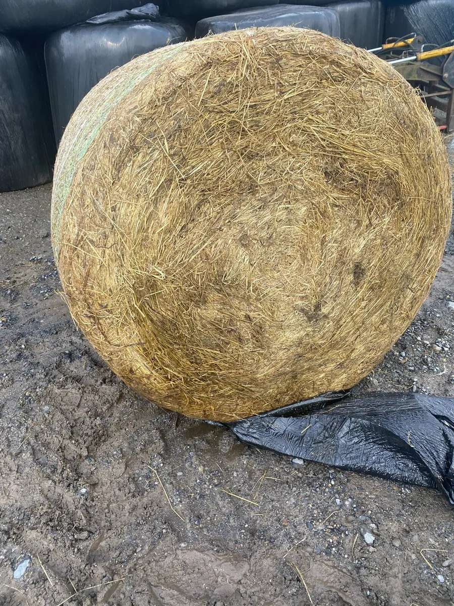 Round bales of silage - Image 1