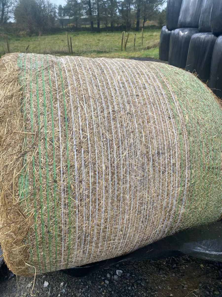 Round bales of silage - Image 2