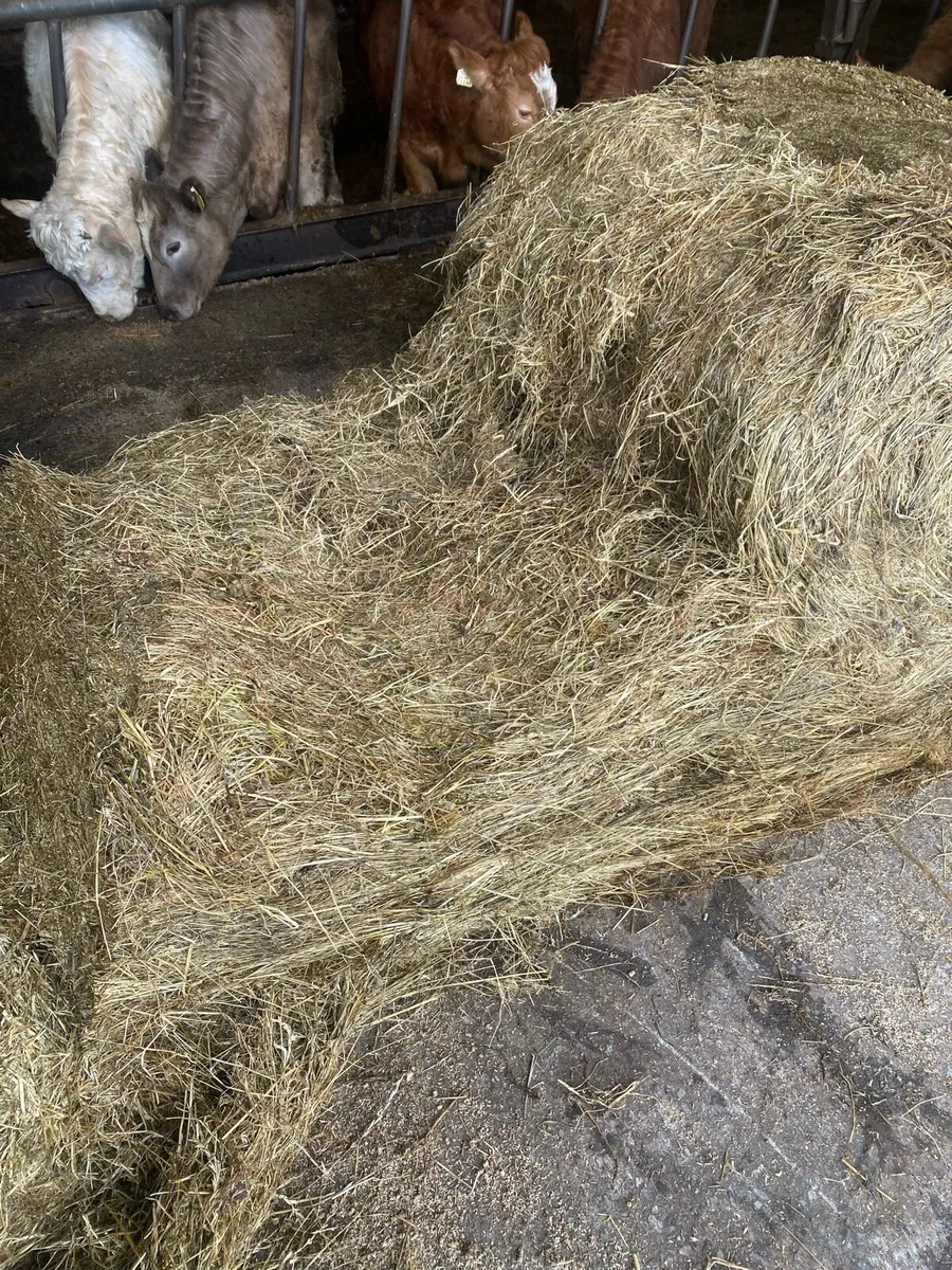 Round bales of silage - Image 3