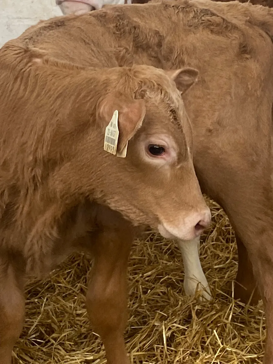 8 SERIOUS QUALITY CONTINENTAL HEIFER CALVES - Image 4
