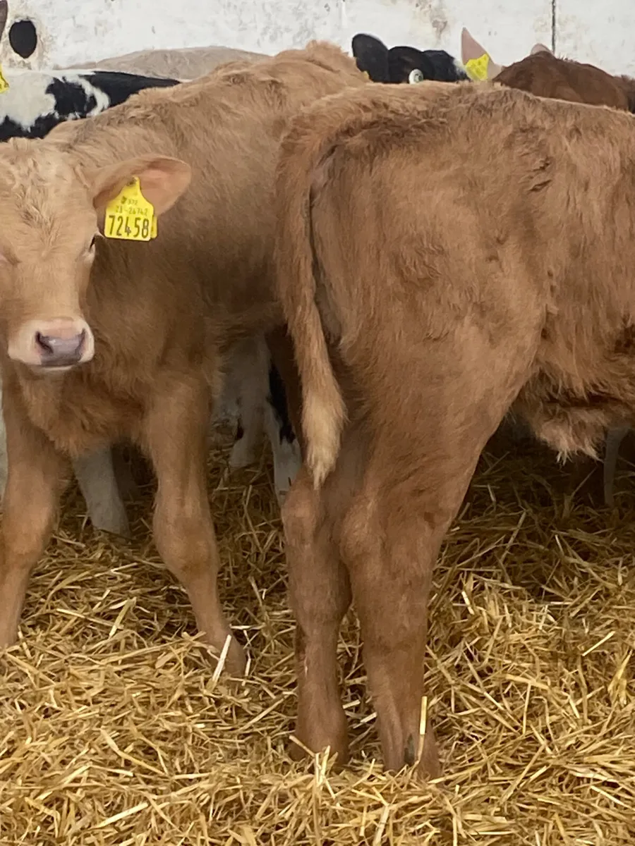 8 SERIOUS QUALITY CONTINENTAL HEIFER CALVES - Image 1