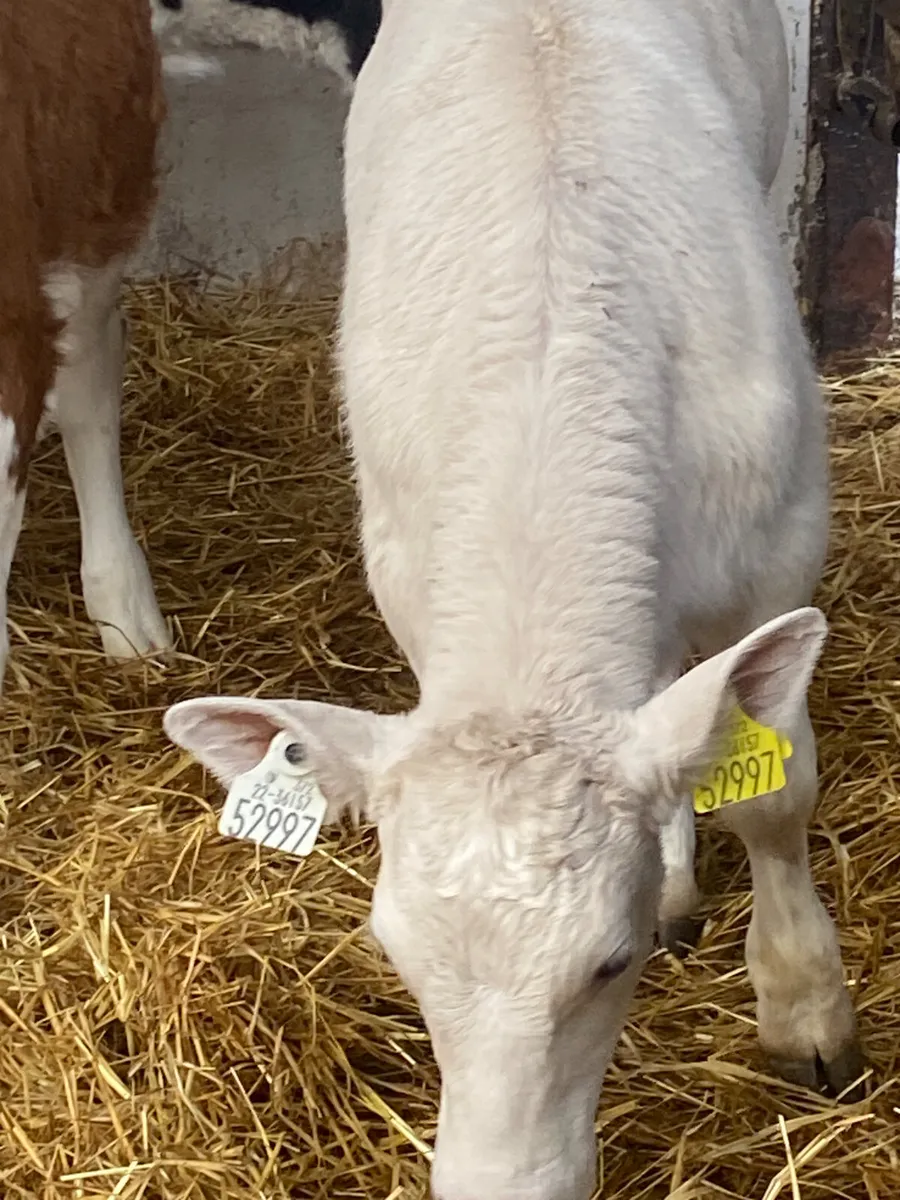 8 SERIOUS QUALITY CONTINENTAL HEIFER CALVES - Image 3