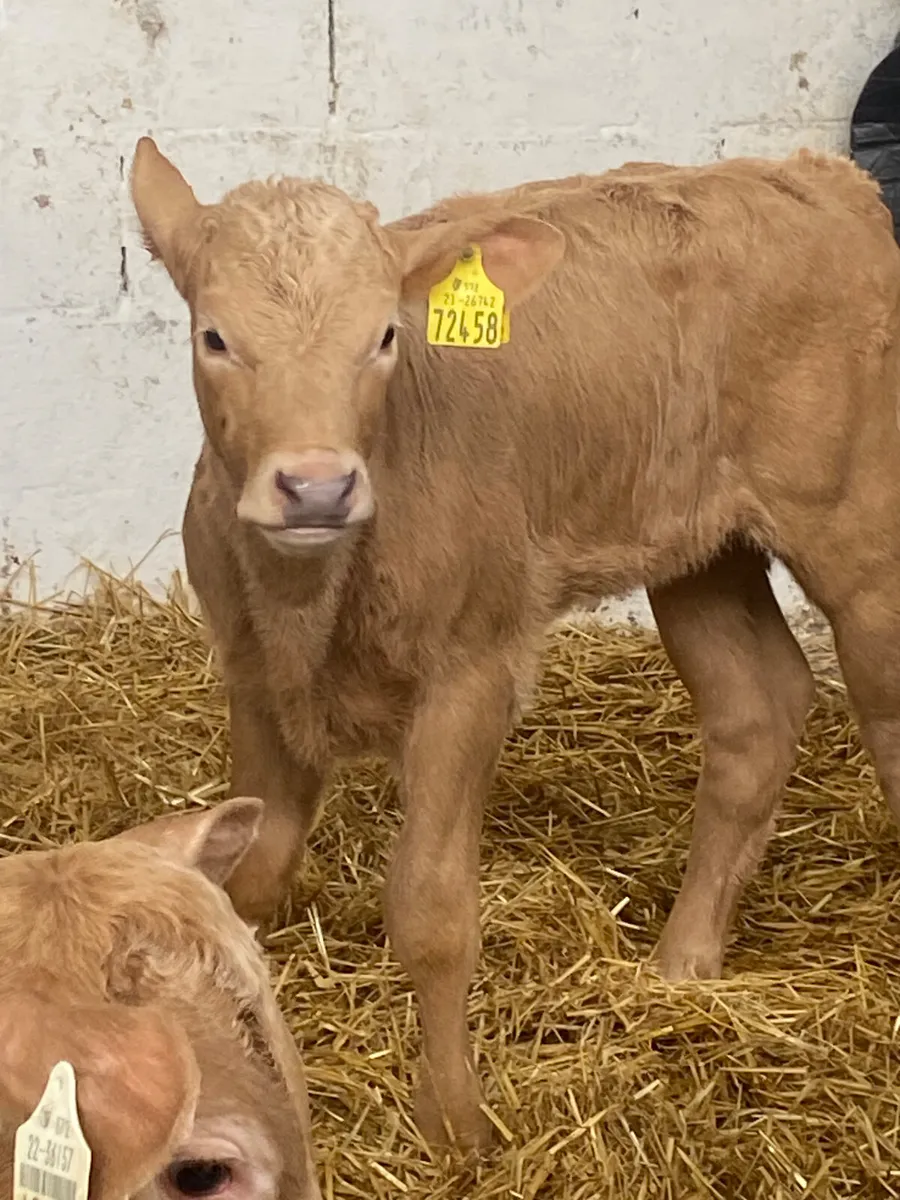 8 SERIOUS QUALITY CONTINENTAL HEIFER CALVES - Image 2