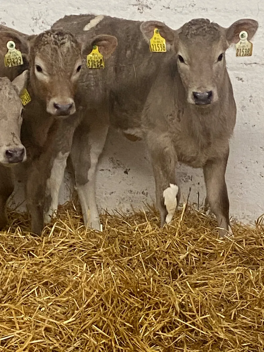 6 TOP QUALITY CONTINENTAL HEIFER CALVES - Image 1