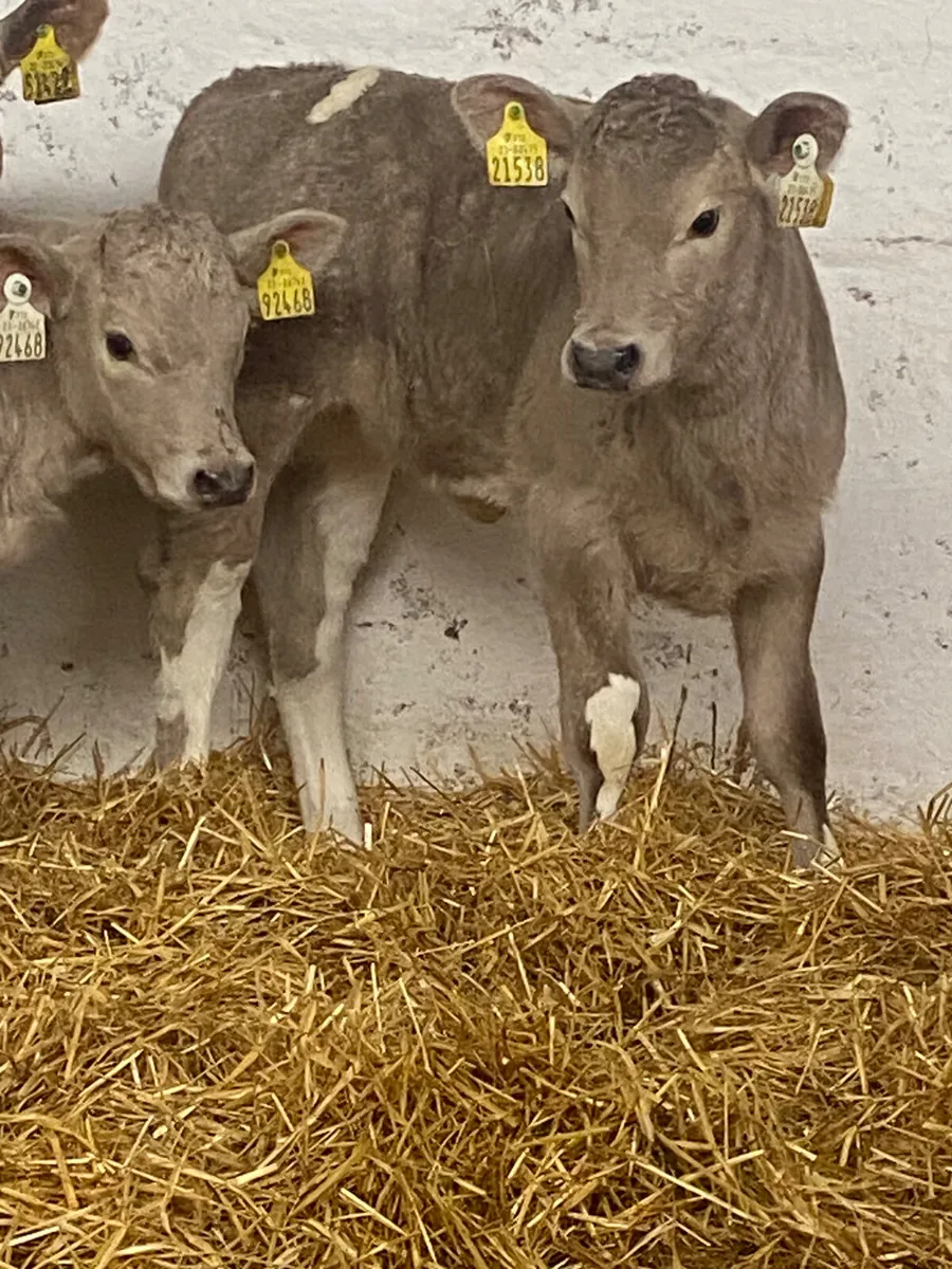 6 TOP QUALITY CONTINENTAL HEIFER CALVES - Image 2