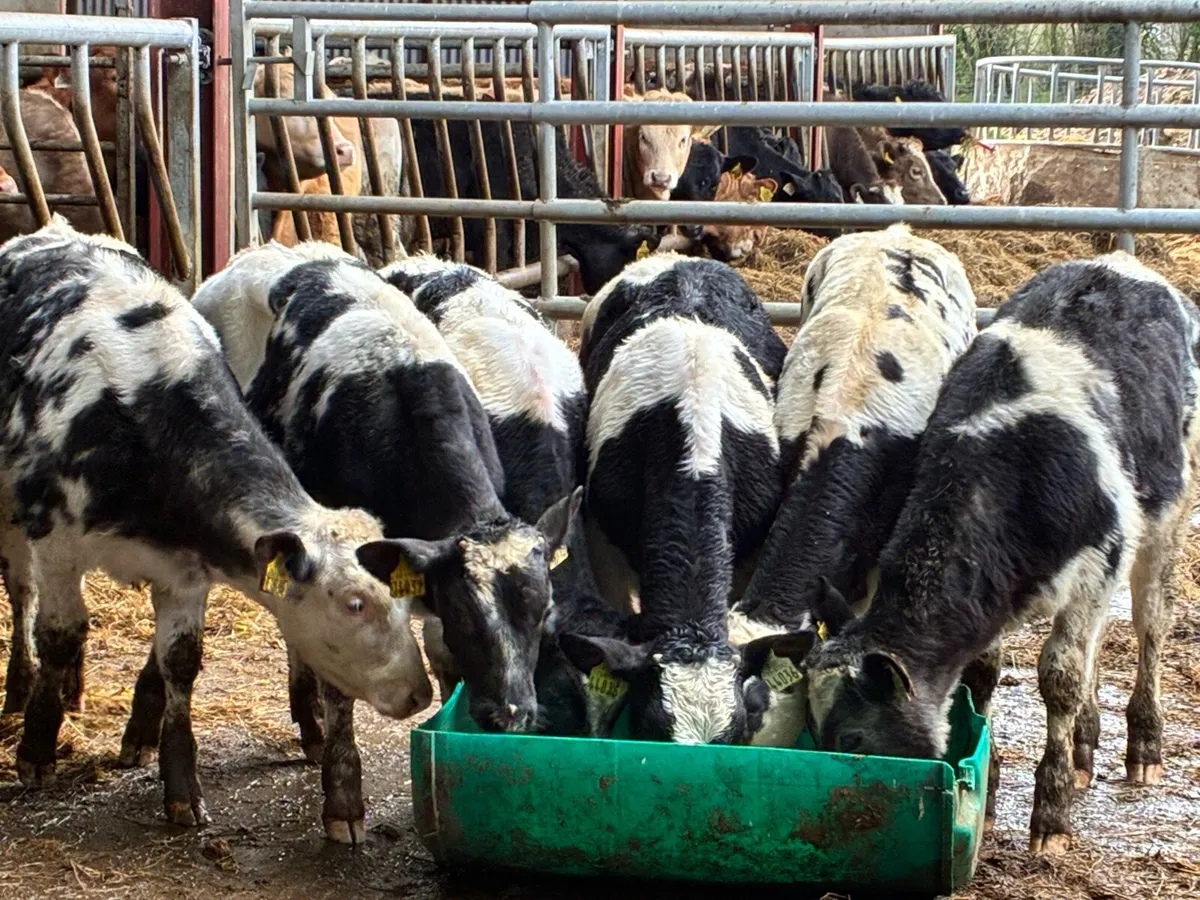 6 smashing Belgium blue weanlings for sale - Image 1