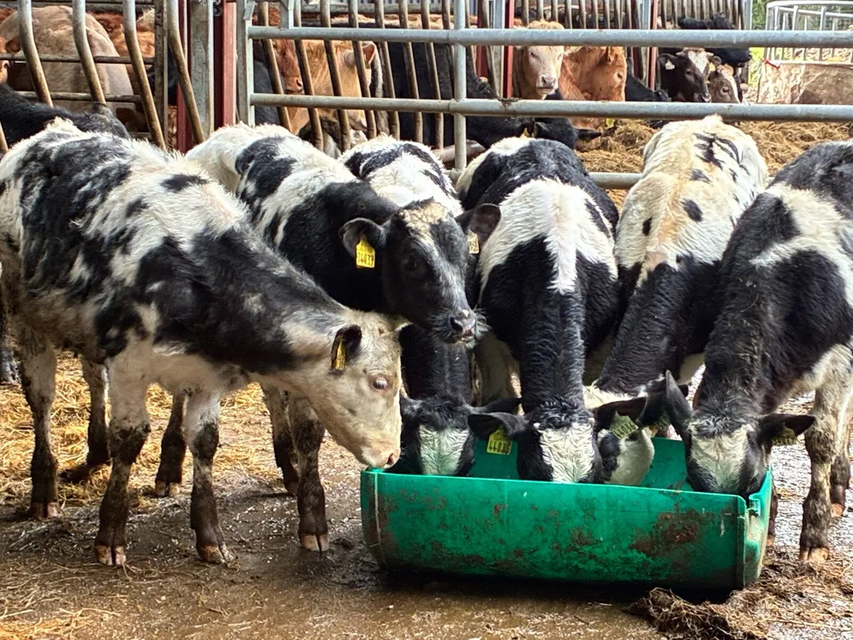 6 smashing Belgium blue weanlings for sale - Image 2