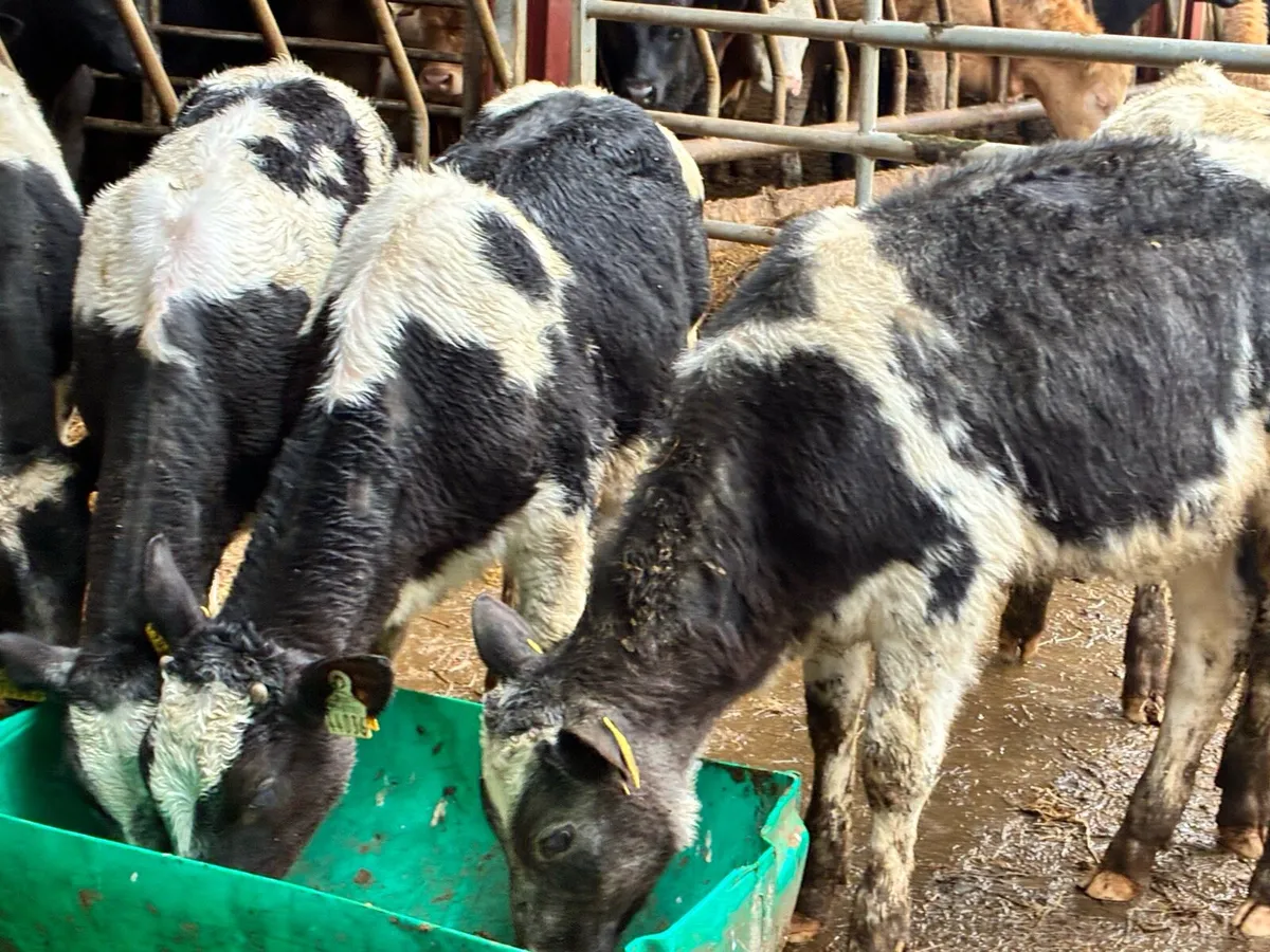 6 smashing Belgium blue weanlings for sale - Image 3