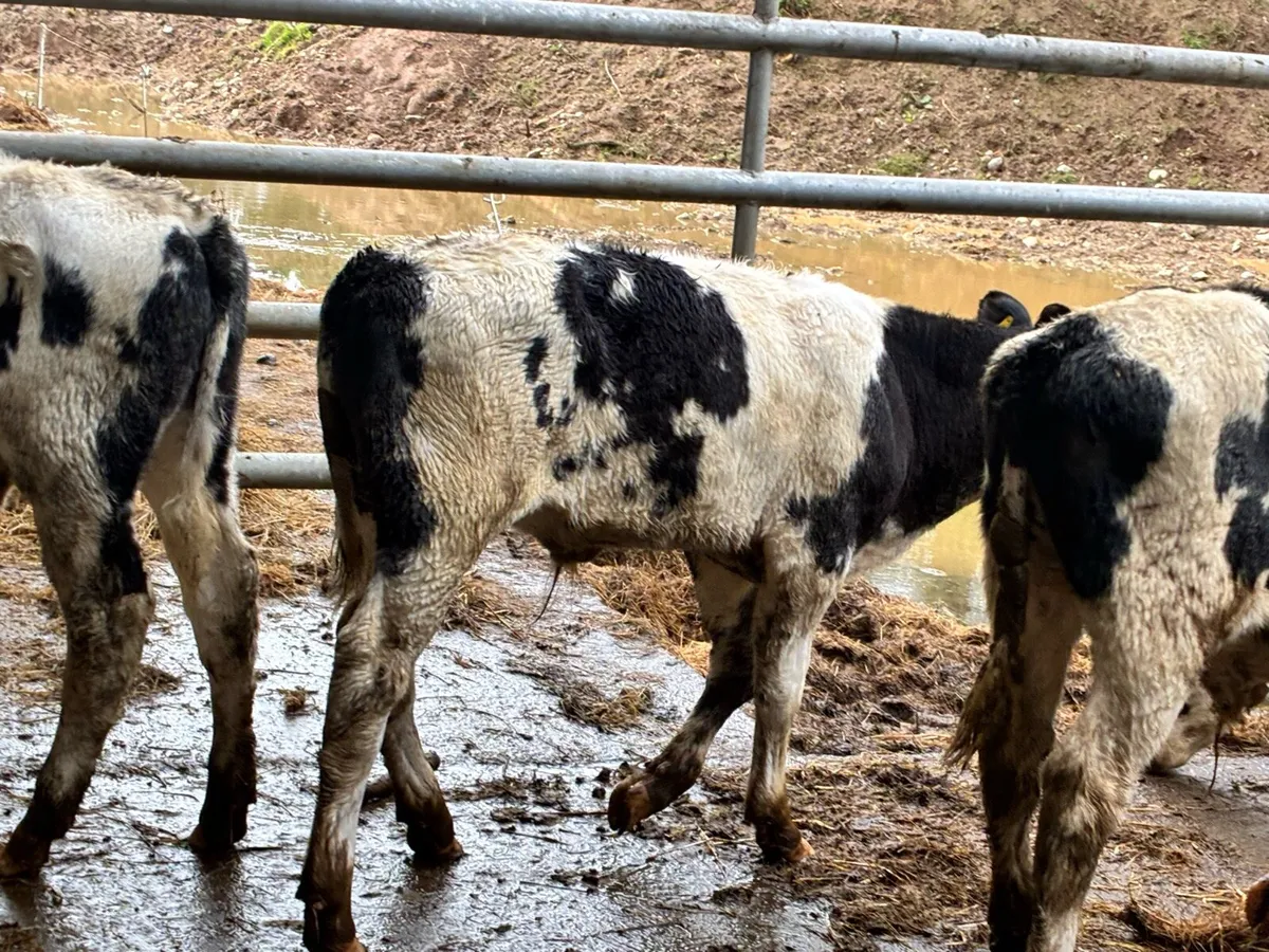 6 smashing Belgium blue weanlings for sale - Image 4
