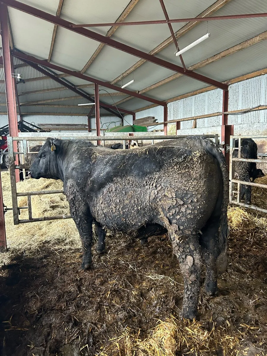 Pedigree Angus Bulls - Image 1