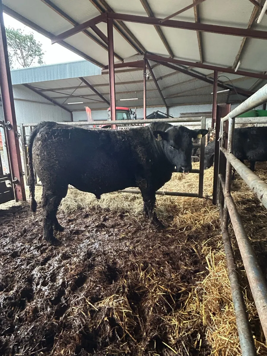 Pedigree Angus Bulls - Image 2