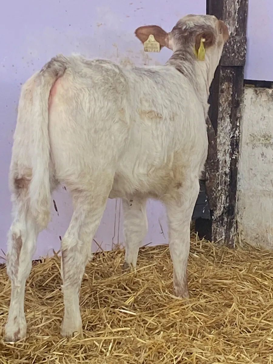 A SERIOUS QUALITY RED ROAN LIM HEIFER CALF - Image 3