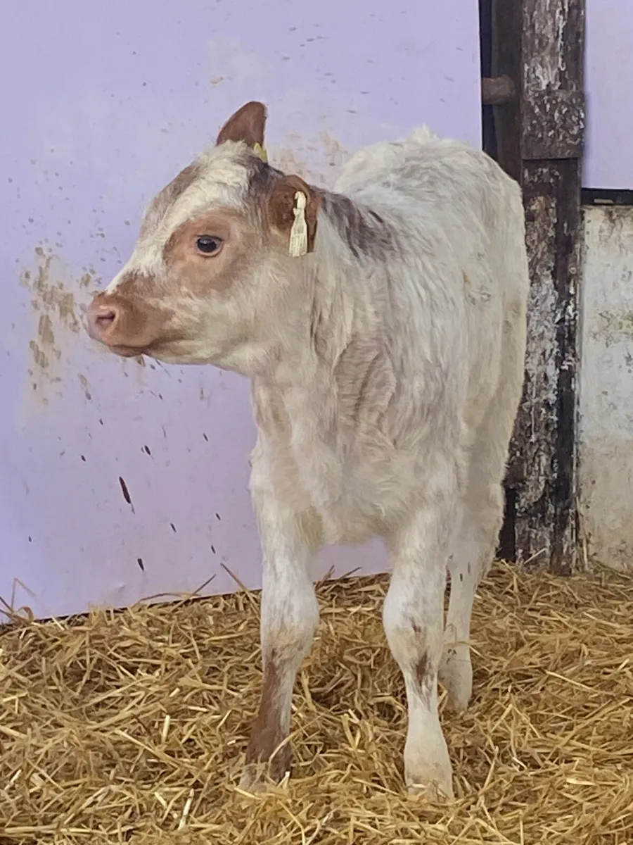 A SERIOUS QUALITY RED ROAN LIM HEIFER CALF - Image 1