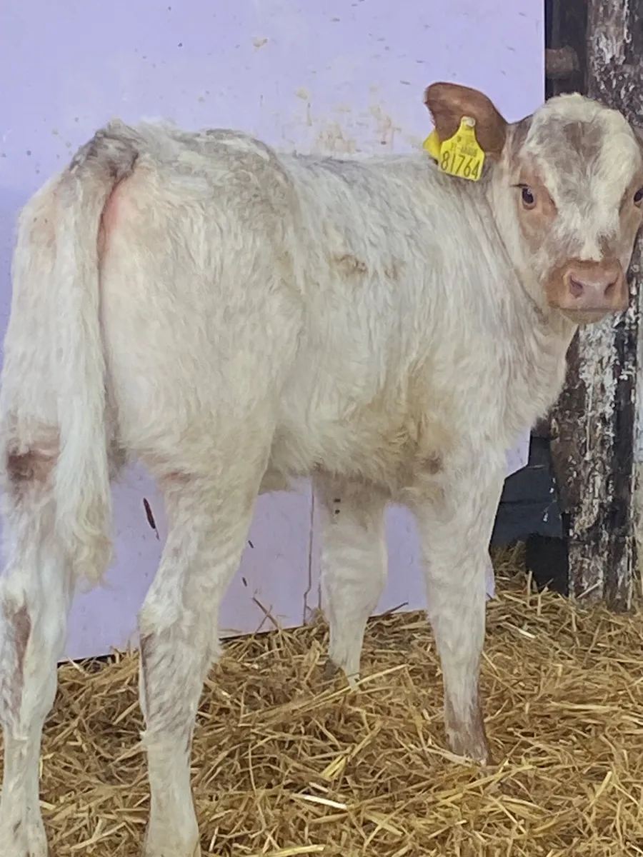 A SERIOUS QUALITY RED ROAN LIM HEIFER CALF - Image 2