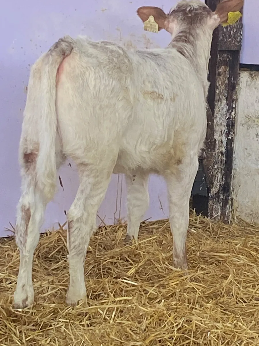 A SERIOUS QUALITY RED ROAN LIM HEIFER CALF - Image 4