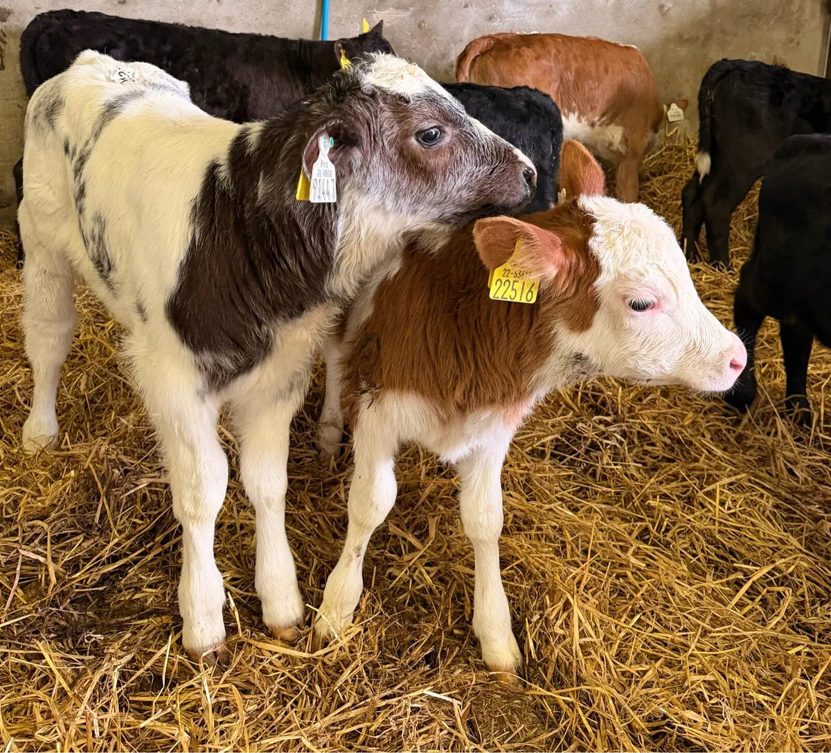 Heifer calves for sale - Image 1