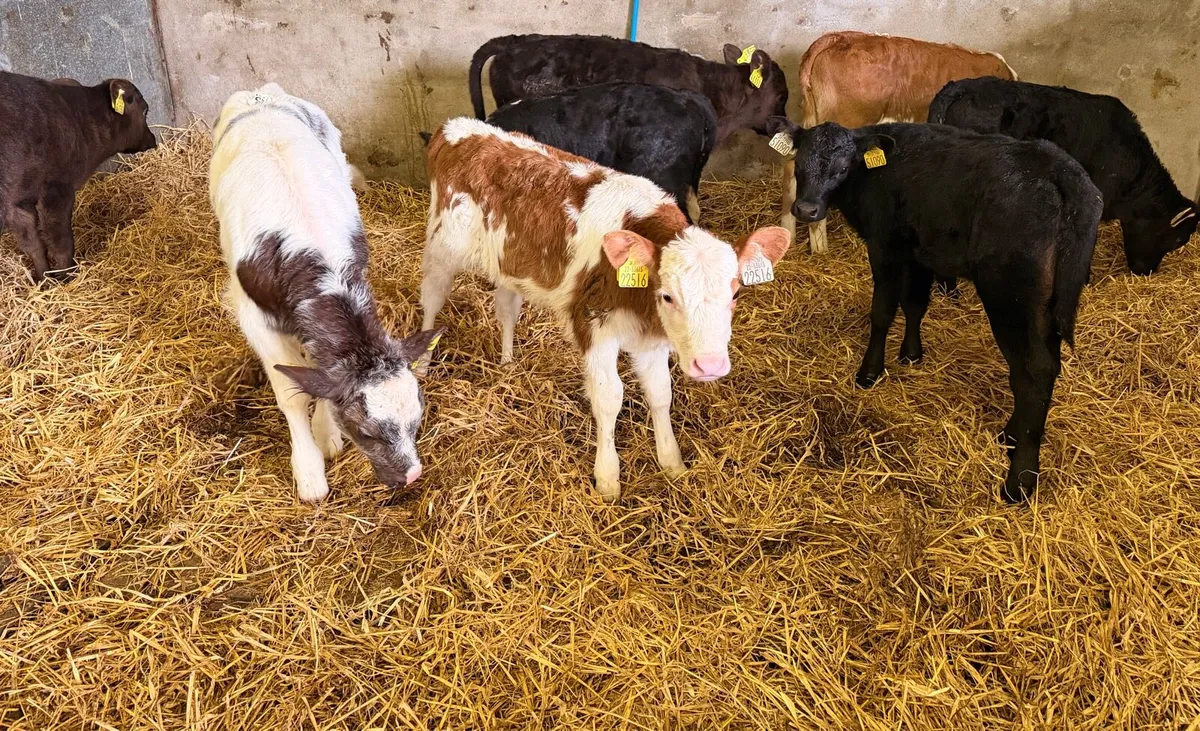 Heifer calves for sale - Image 2