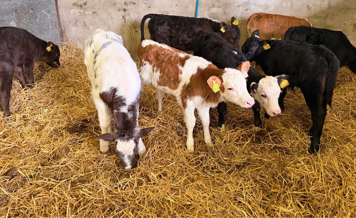 Heifer calves for sale - Image 3