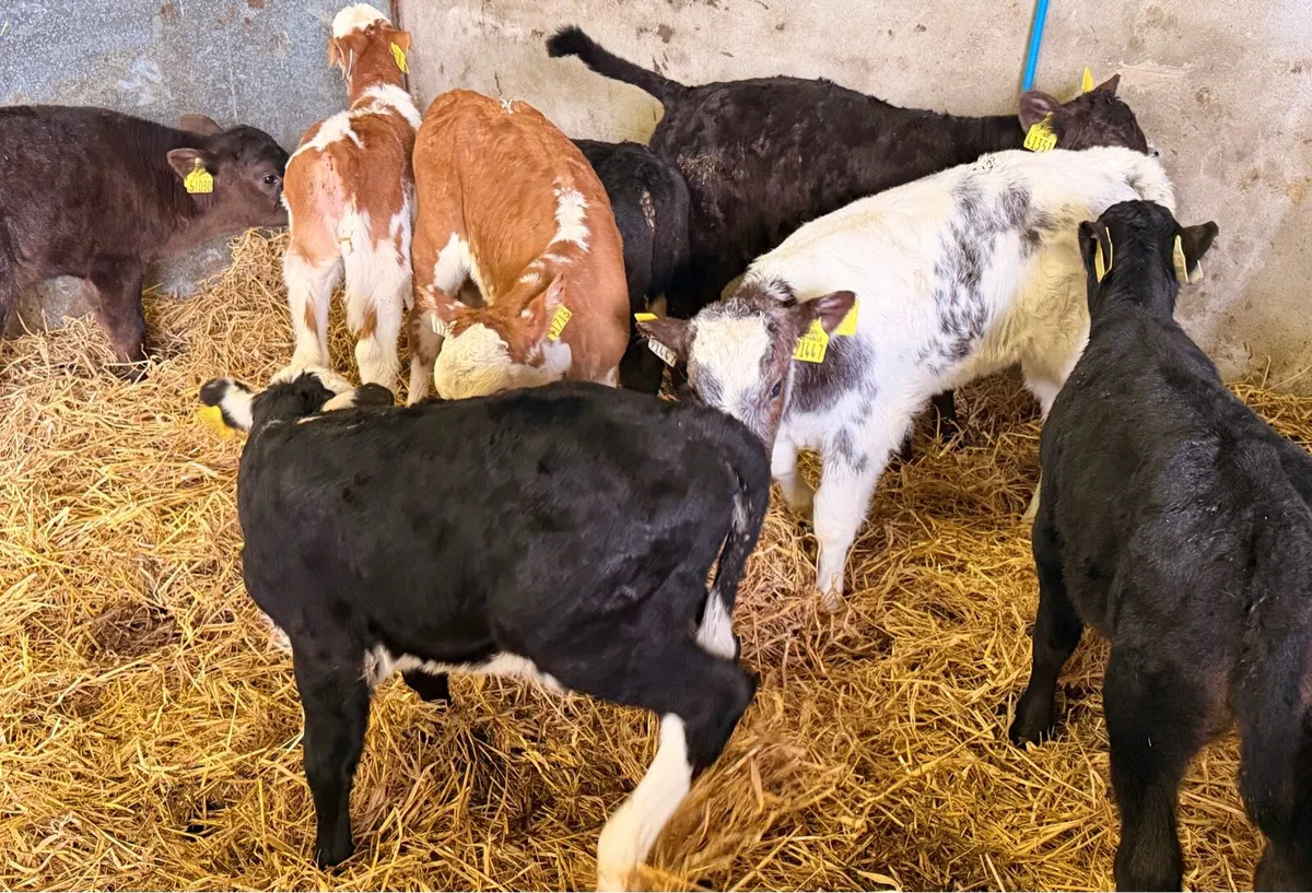 Heifer calves for sale - Image 4