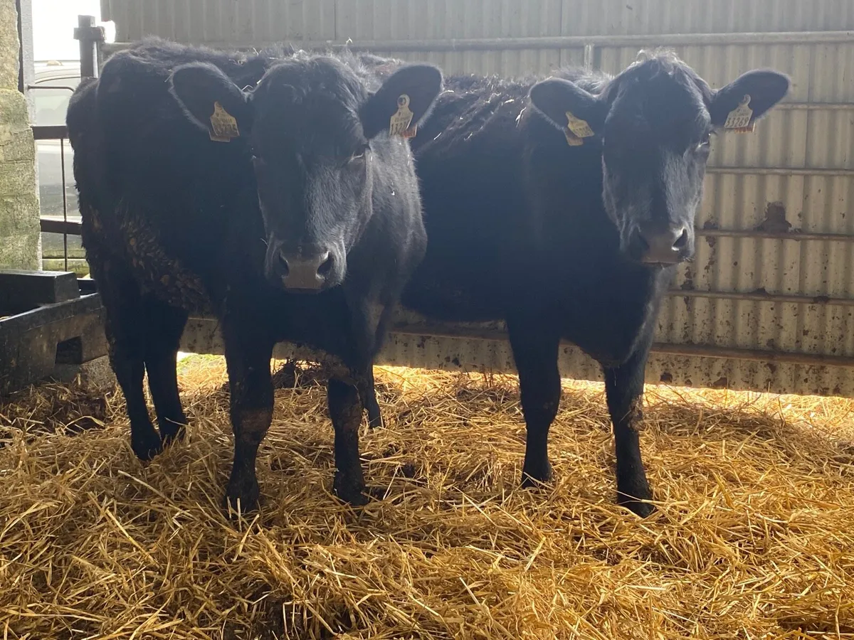 2 Super Incalf Heifers - Image 1