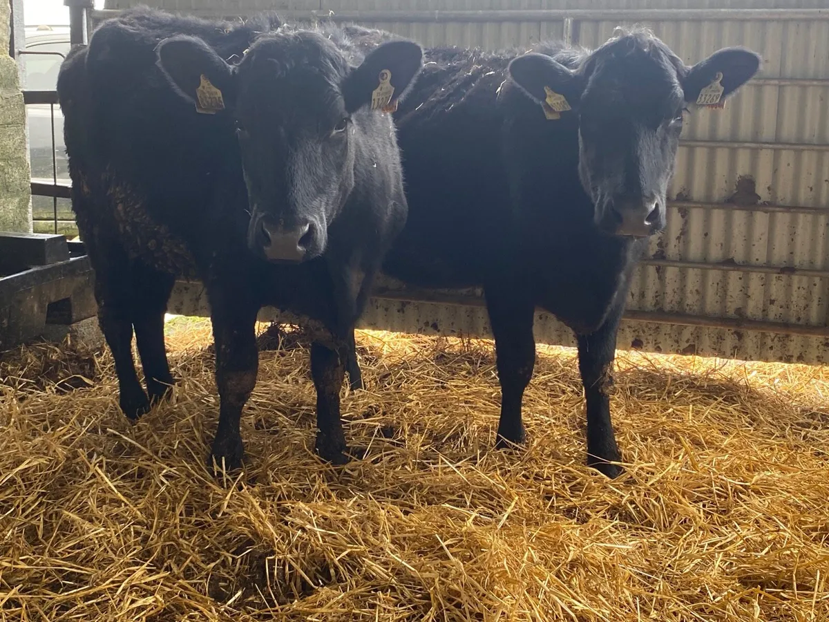 2 Super Incalf Heifers - Image 3
