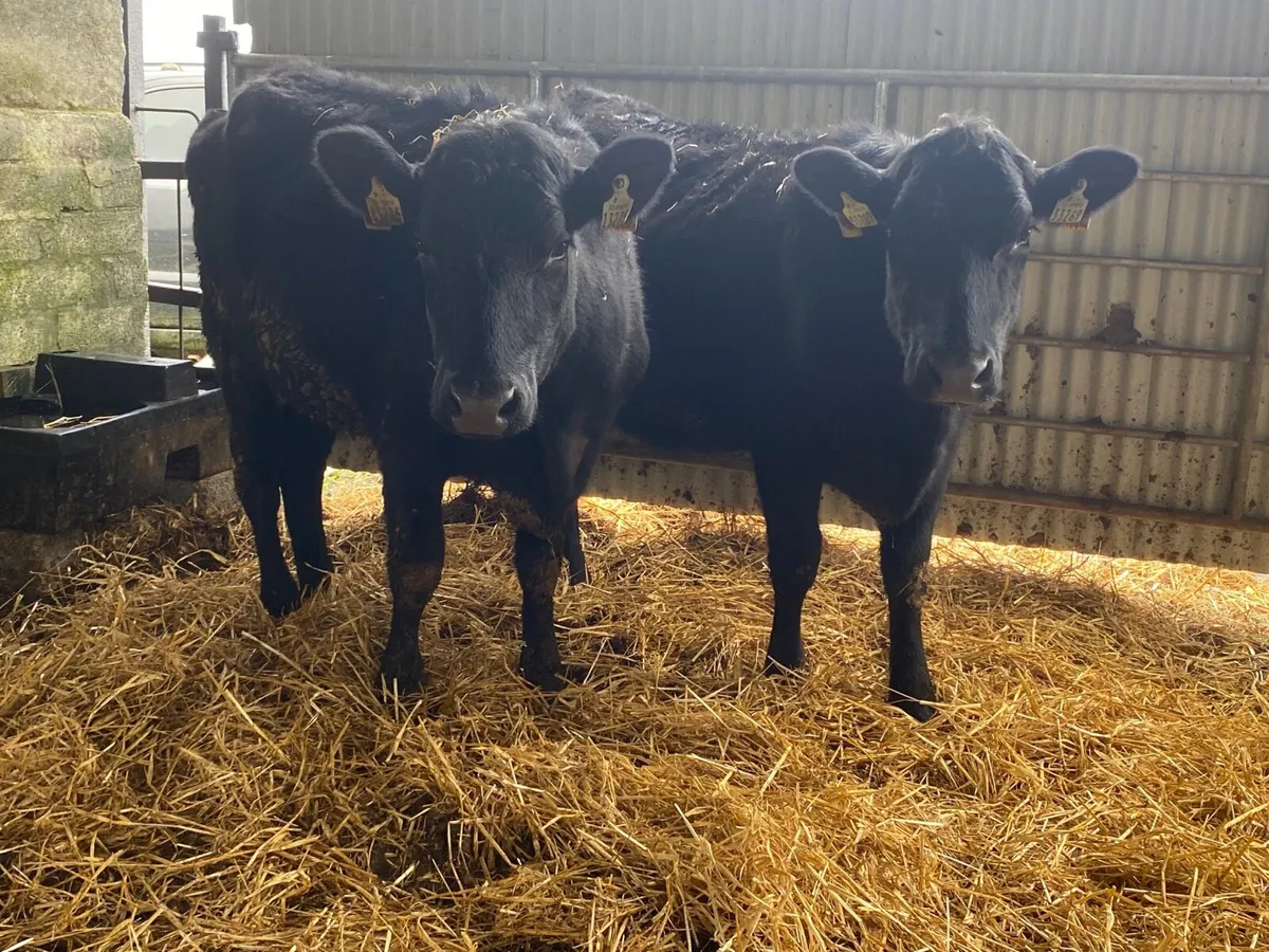 2 Super Incalf Heifers - Image 4