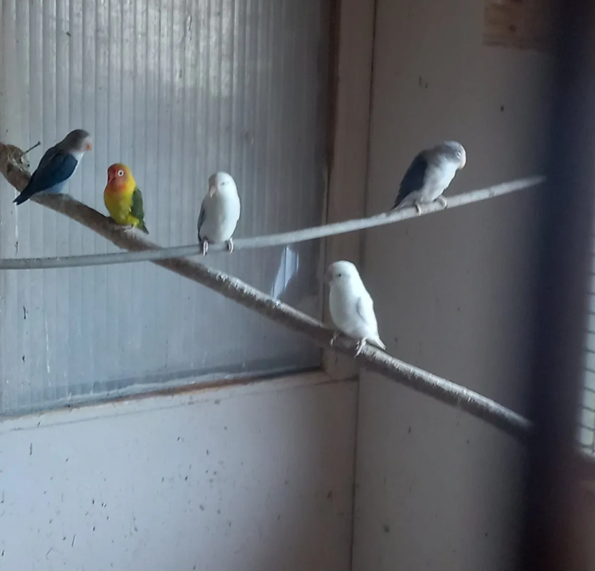 Lovebirds - Image 4