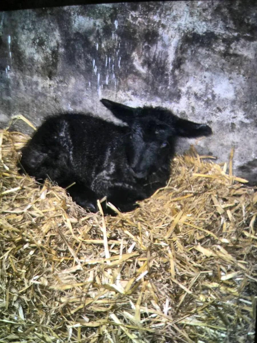 Foster lamb - Image 2