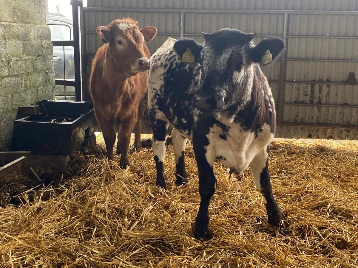 2 Super Weanling Heifers - Image 3
