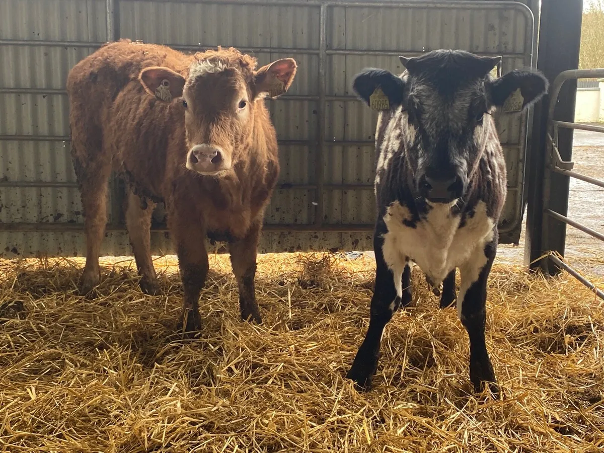 2 Super Weanling Heifers - Image 4