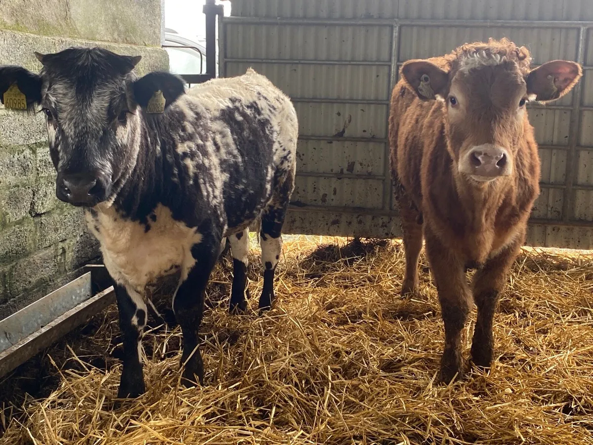 2 Super Weanling Heifers - Image 1