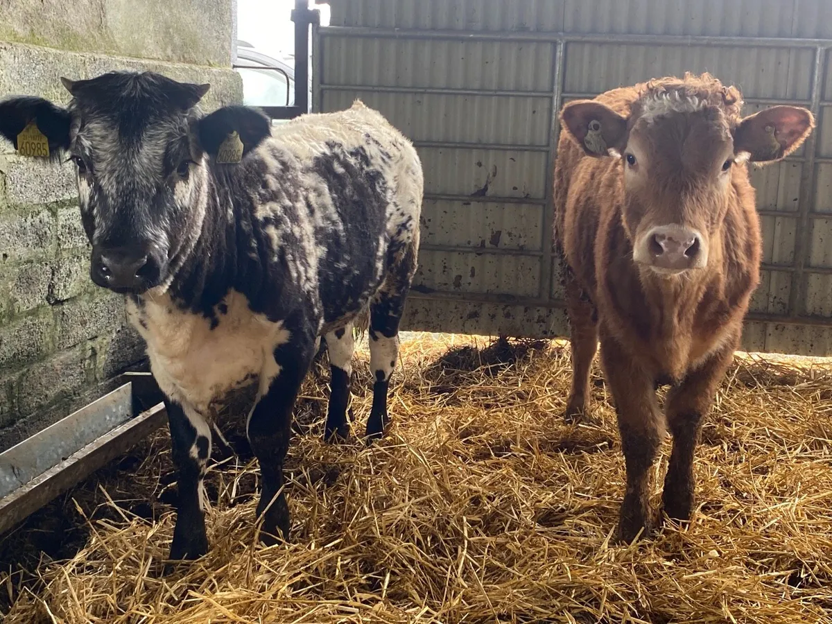 2 Super Weanling Heifers - Image 2