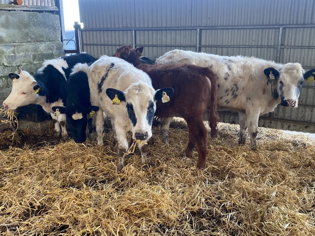 5 Super Weanling Heifers - Image 2