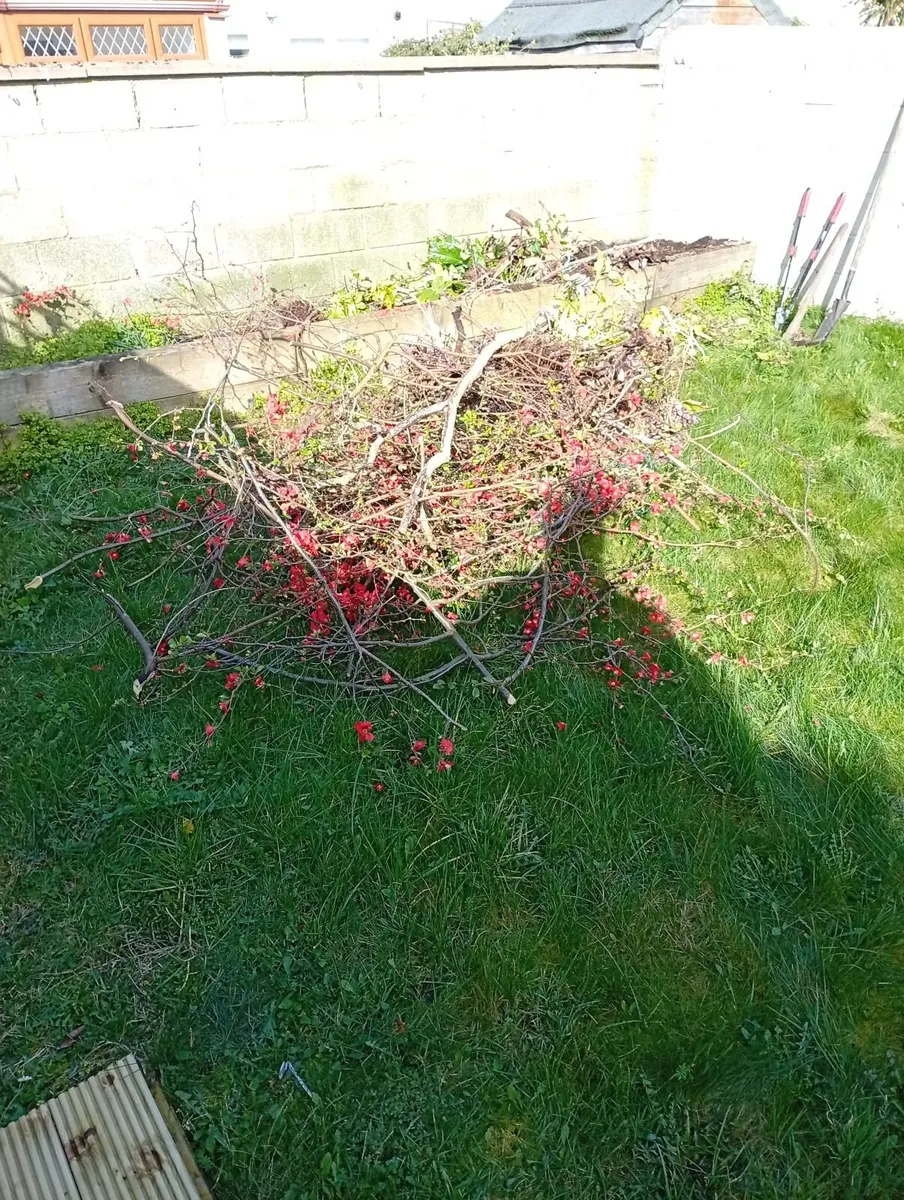 Garden clearance - Image 3